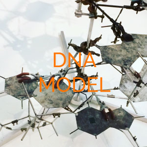DNA Model
