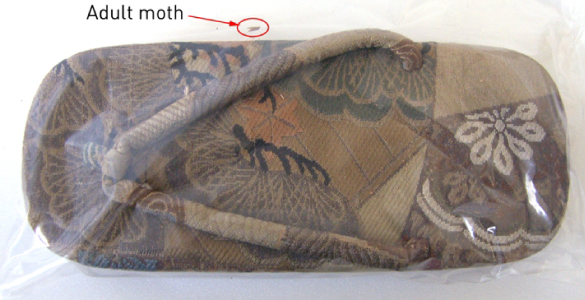 Japanese Slipper Before Treatment Japanese Slipper Before Treatment