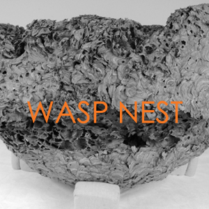 Wasp Nest