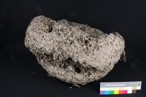 Wasp Nest Before Treatment DNA Model Before Treatment