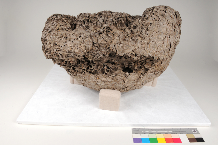 Wasp Nest After Treatment Wasp Nest After Treatment